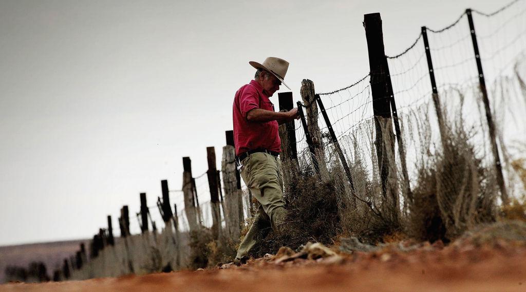 Wild Dogs Baited after Storms Damage Dog Fence in Southern Australia