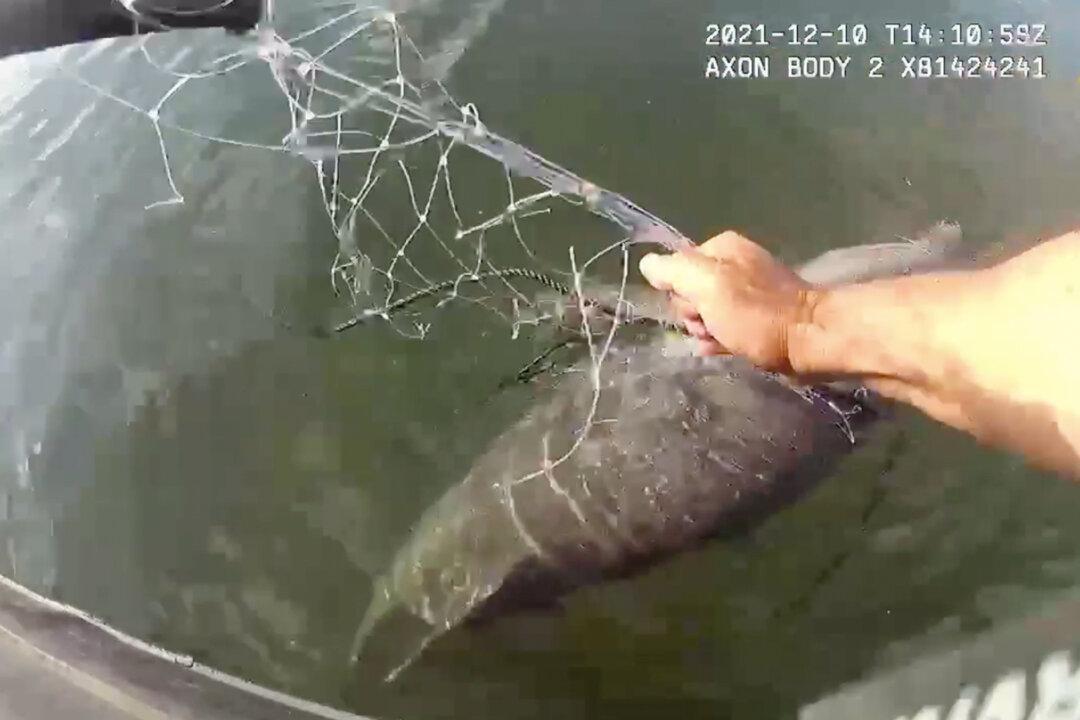 ‘I Got You, Buddy’: Bodycam Records Officer Saving Young Dolphin Trapped in Fishing Net