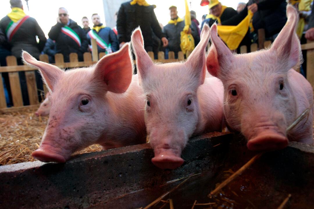 Italy Appoints Commissioner to Deal With Swine Fever Outbreak