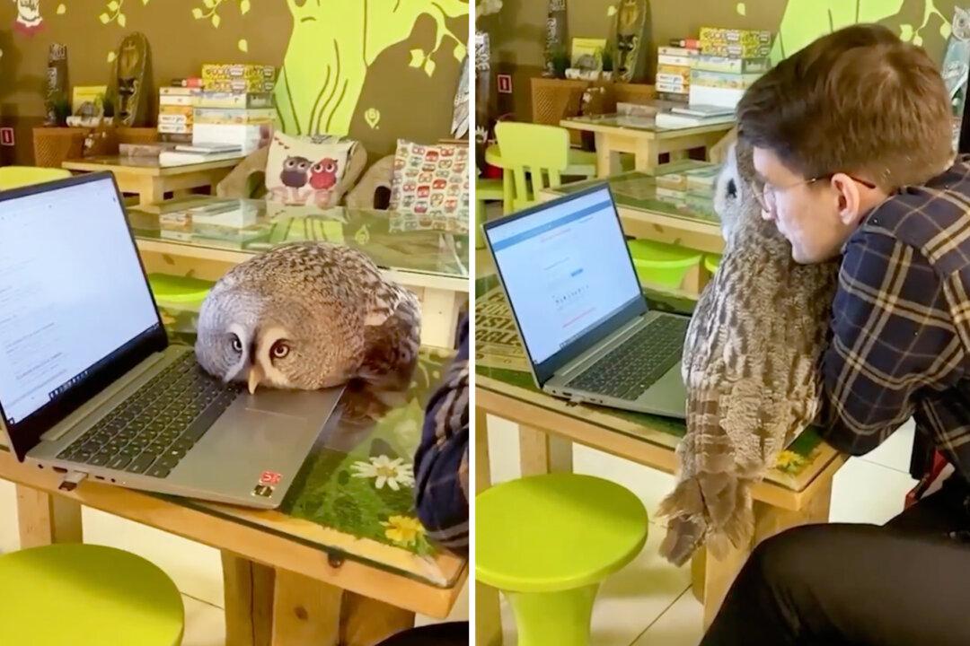 Coffee Shop Manager Features 7 Awesome Hooters at ‘Owl House’ Café—Where Patrons and Feathered Friends Can Play
