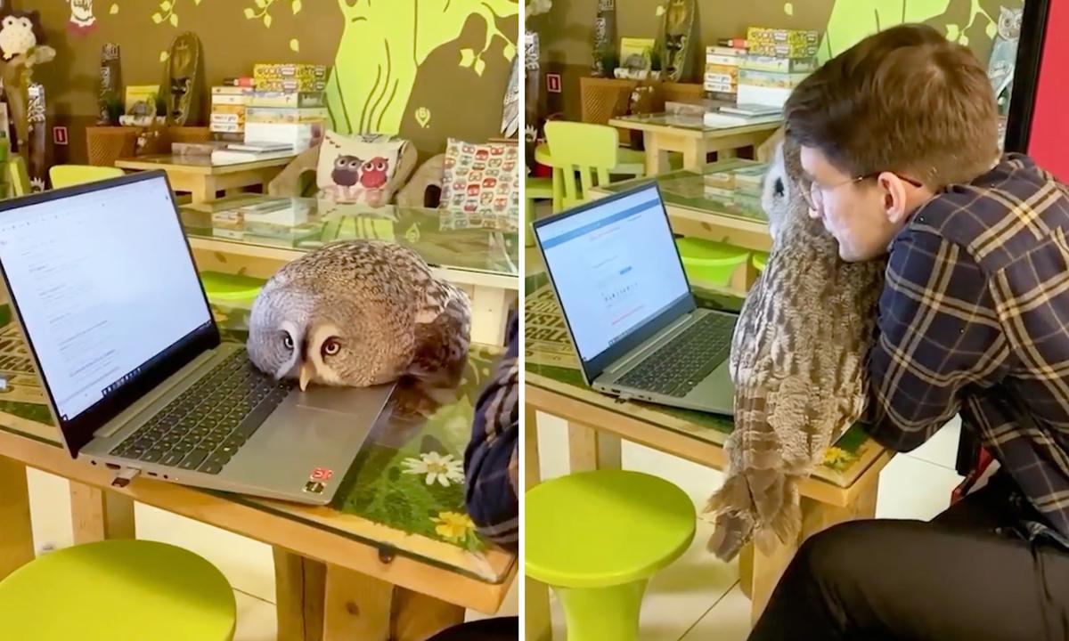 Coffee Shop Manager Features 7 Awesome Hooters at ‘Owl House’ Café—Where Patrons and Feathered Friends Can Play