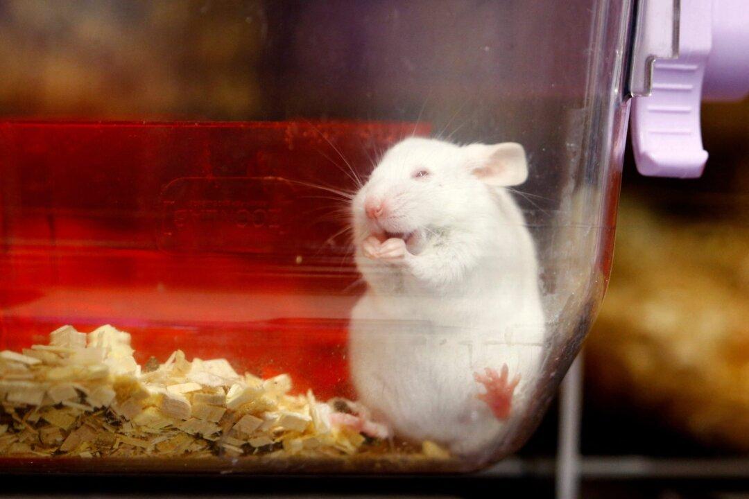 Swiss Reject Ban on Animal Testing in Referendum