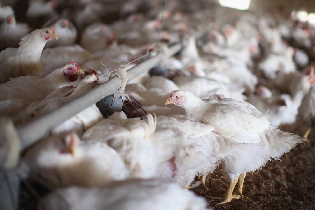 Bird Flu Detected in Kentucky, Virginia, Indiana as Outbreak Spreads: Officials