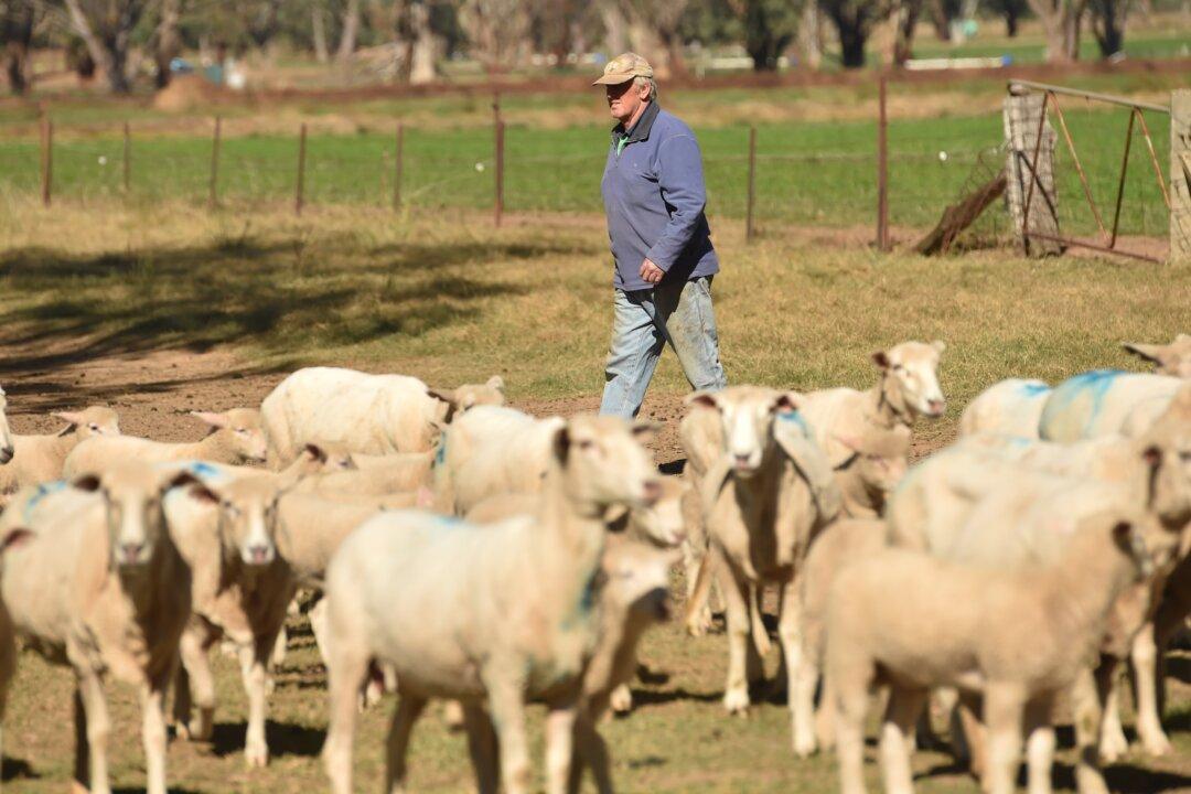 ‘Once-in-a-Generation’: Sheep Sector Calls for Meaningful Australia-EU Free Trade Deal