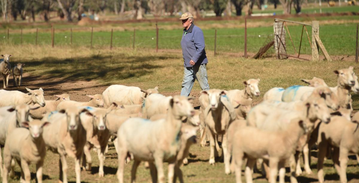 ‘Once-in-a-Generation’: Sheep Sector Calls for Meaningful Australia-EU Free Trade Deal