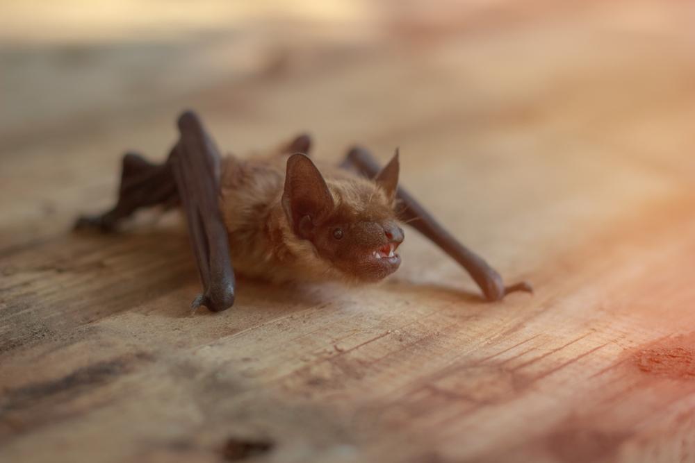 Undetectable Bat Bite Can Transmit Rabies