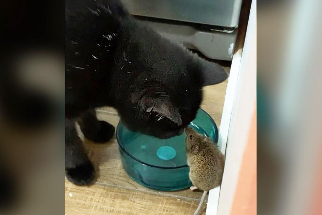 Man Spots His Cat Befriending Mouse in Their House Instead of Catching It—And the Video Goes Viral