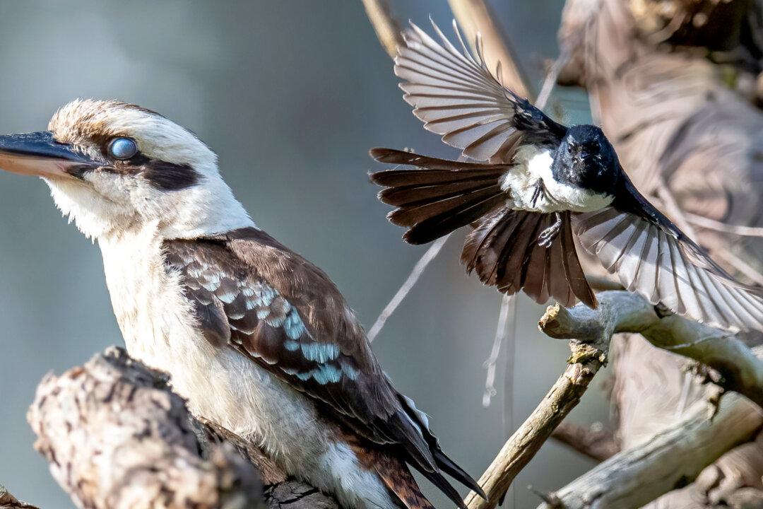 This Laughing Kookaburra Chose the ‘Wrong Tree’ to Land In, and Wagtails Didn’t Like It