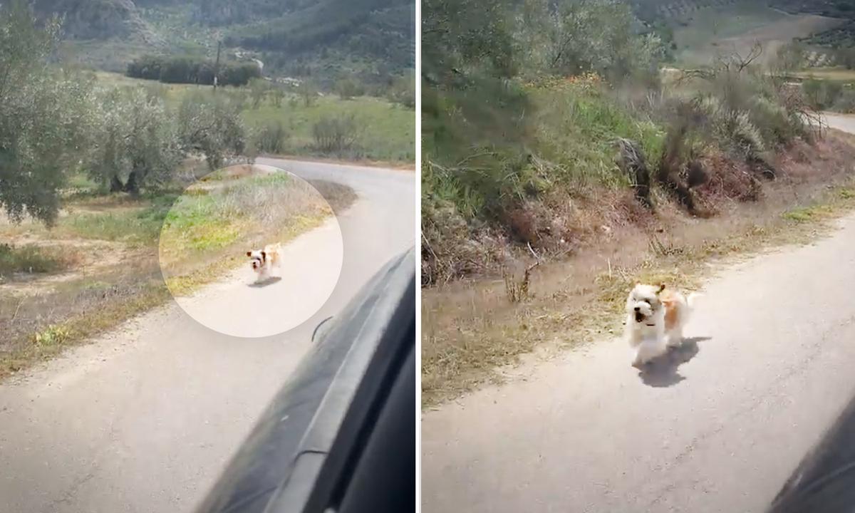 Homeless Dog Chases Traveling Couple’s Van in Countryside—So They Stop and Adopt Her Into Their Family