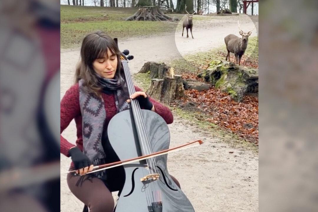 VIDEO: Pair of Deer Enchanted by Cellist’s Music Wander Up to Hear Her Playing Bach in the Park—And Go Viral
