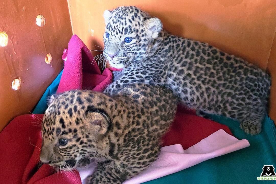 2 Leopard Cubs Lost in Sugarcane Field Were Rescued and Reunited With Their Mother (Video)