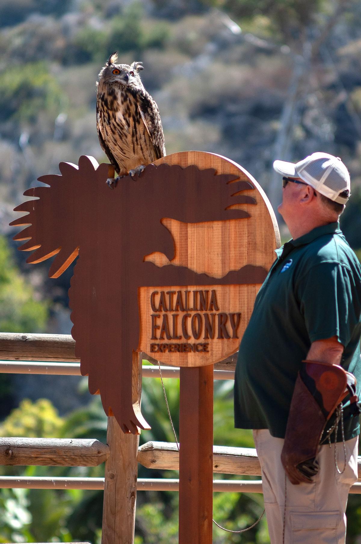 Falconer Dave Long and his Eurasian eagle-owl at the Catalina Falconry Experience in Descanso Beach. (Jeff Perkin for American Essence)