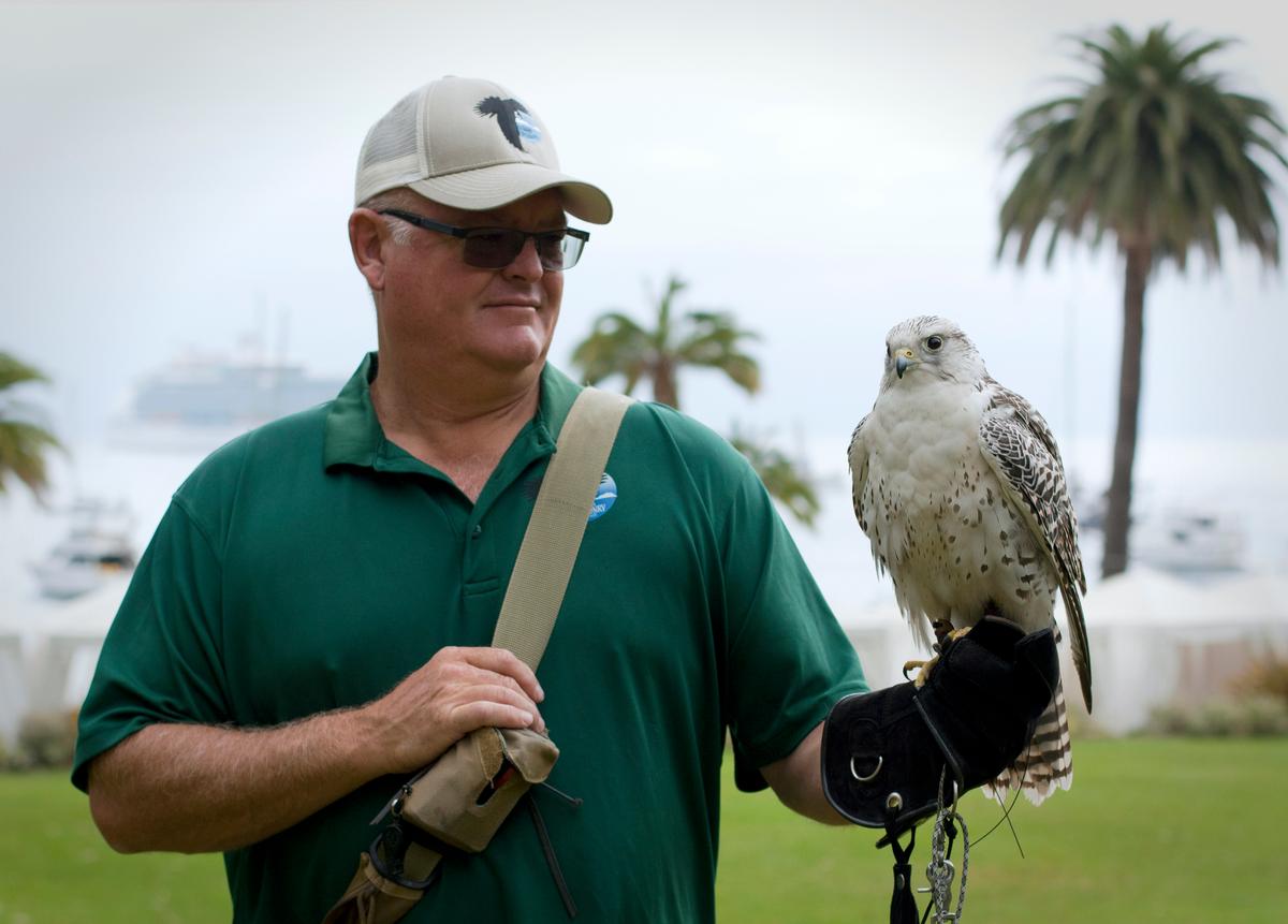 Catalina Island falconer, Dave Long, and his Gyrfalcon at Descanso Beach in Avalon. (Jennifer Schneider for American Essence)