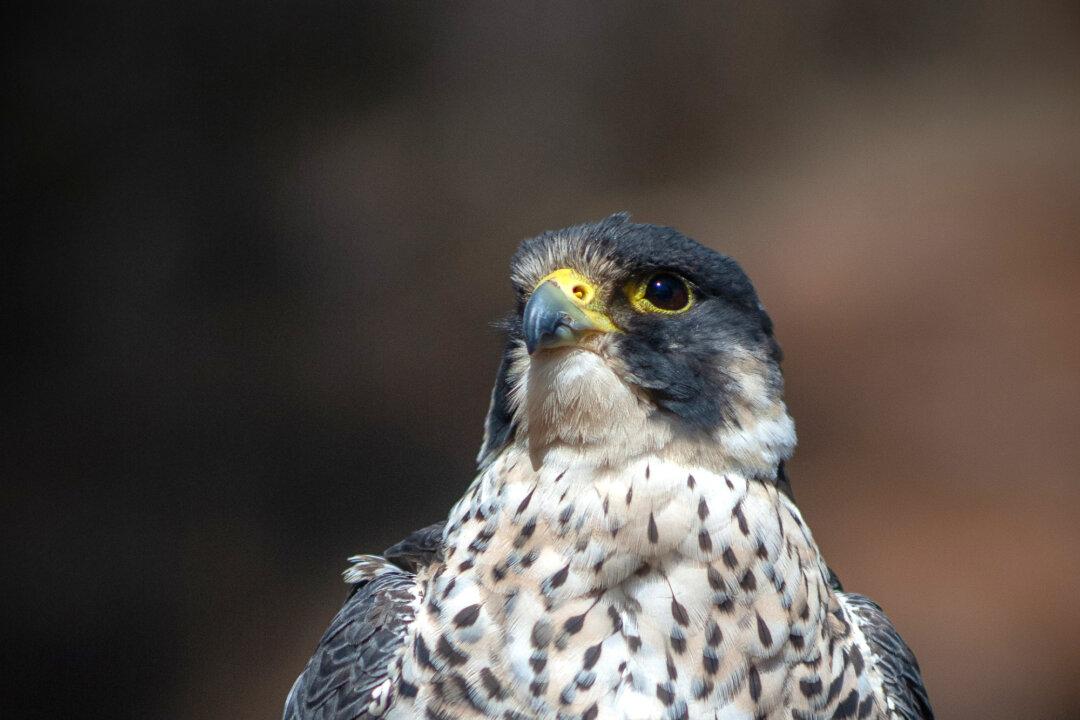 Birds of Paradise: Falconry on Catalina Island Places Majestic Birds on Full Display