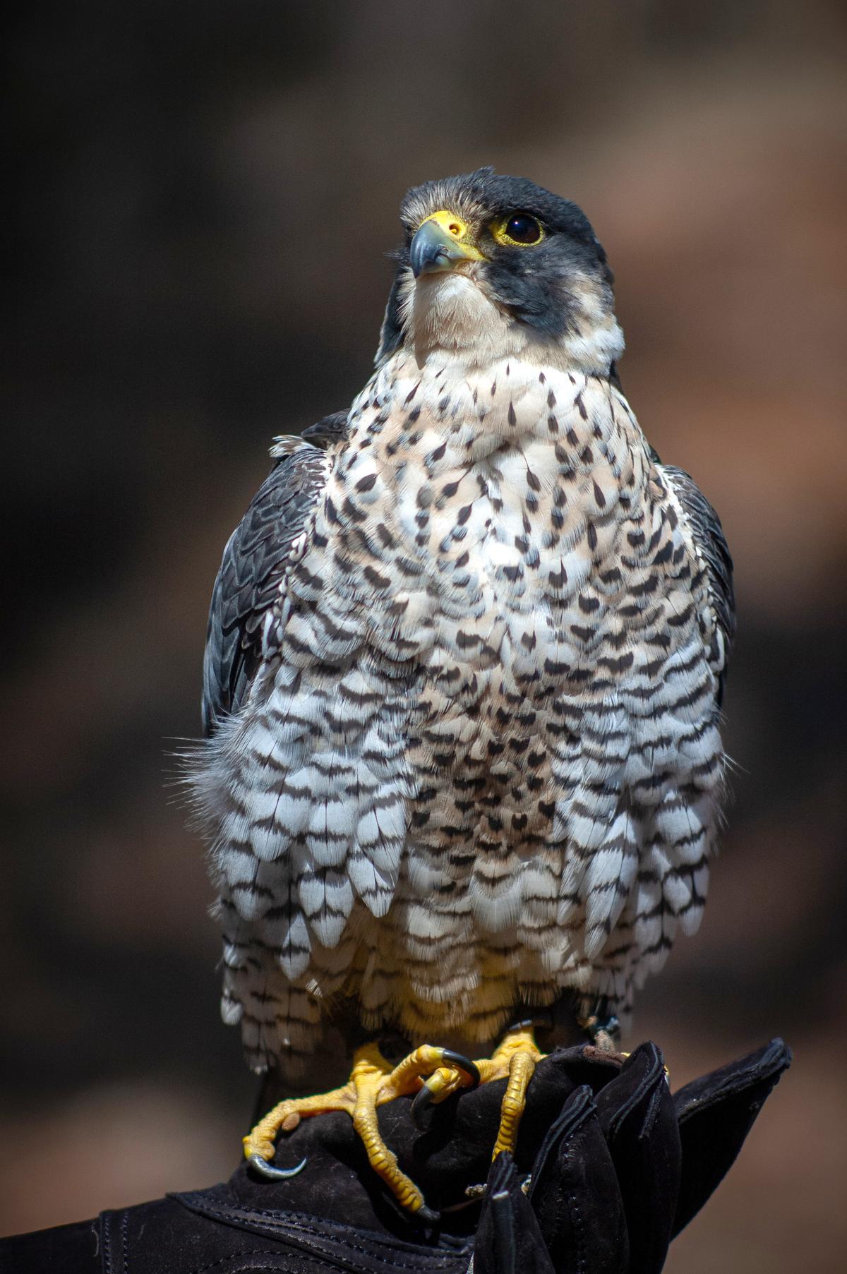 Birds of Paradise: Falconry on Catalina Island Places Majestic Birds on Full Display