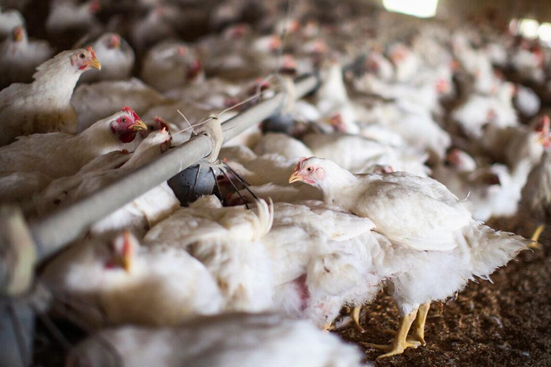 American Poultry Supply Threatened by Avian Flu