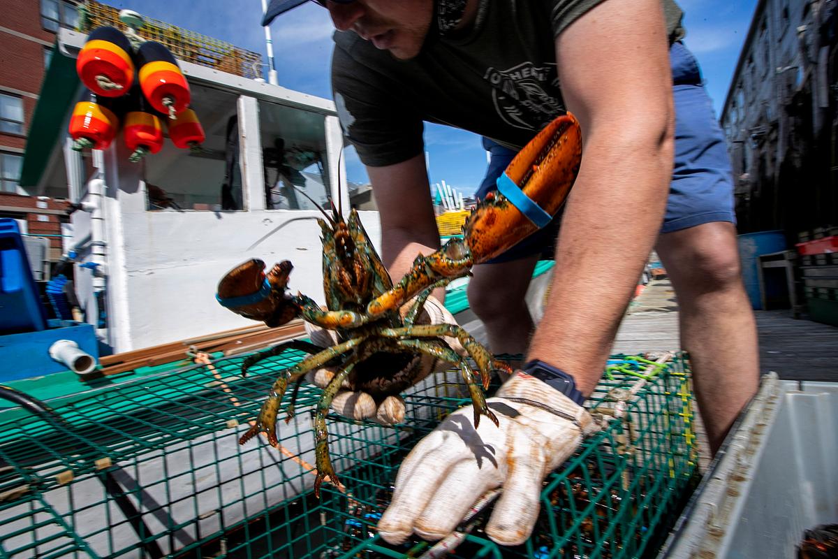 China Accused of Failing to Buy More Maine Lobster