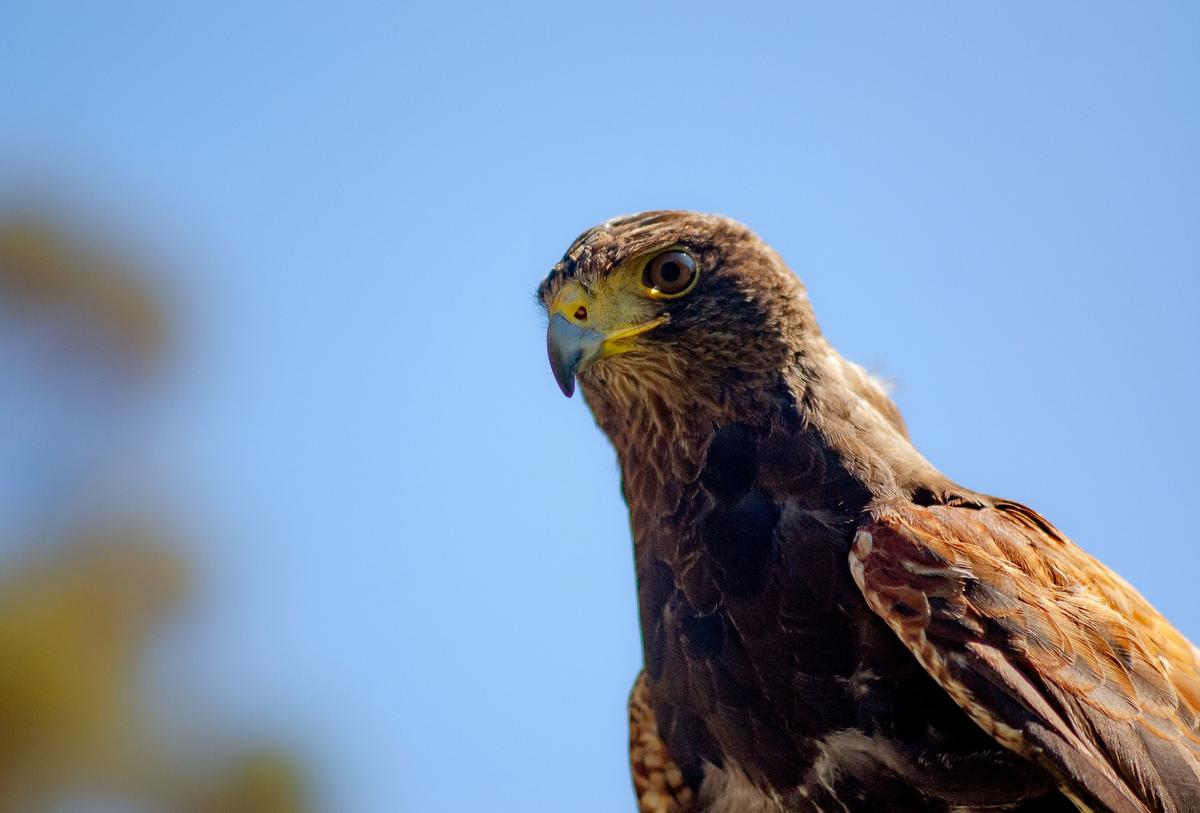The Southwestern Harris Hawk is one of the most social raptors; they are often seen in groups of three or more hunting cooperatively. (Jennifer Schneider for American Essence)