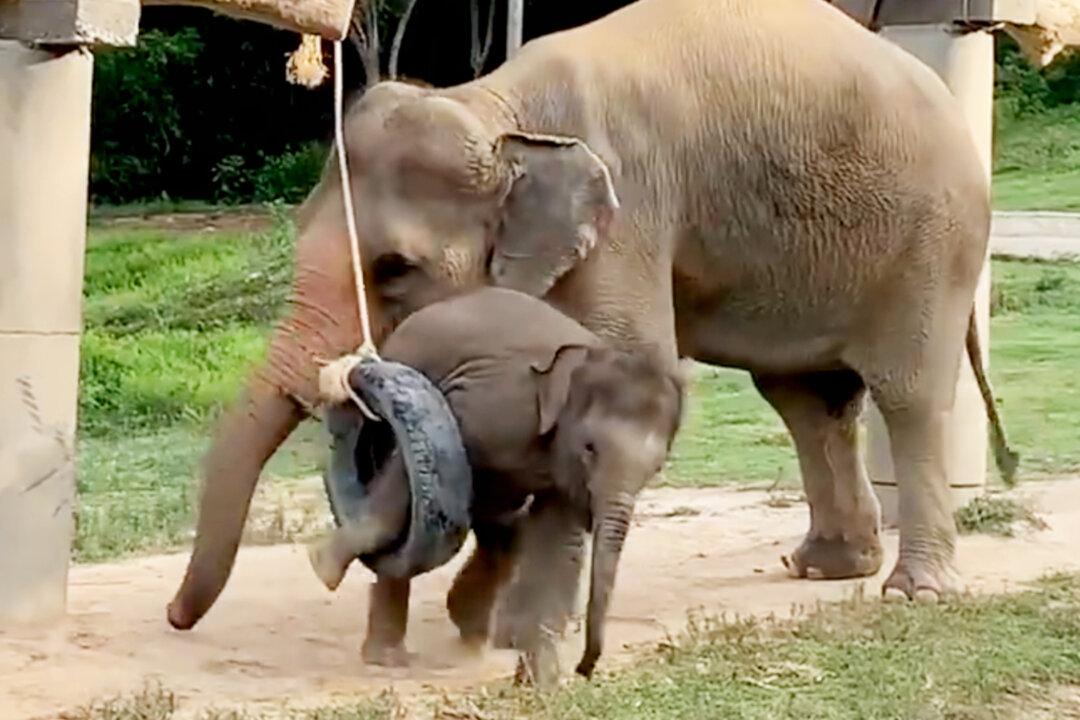 VIDEO: Mama Elephant’s Hilarious Response to Tire Toy After Her Baby Gets Stuck in It