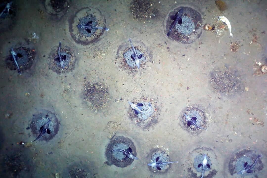 Antarctic Researchers Discover Largest Nesting Ground of ‘White Blooded’ Icefish in the World 500m Below Weddell Sea