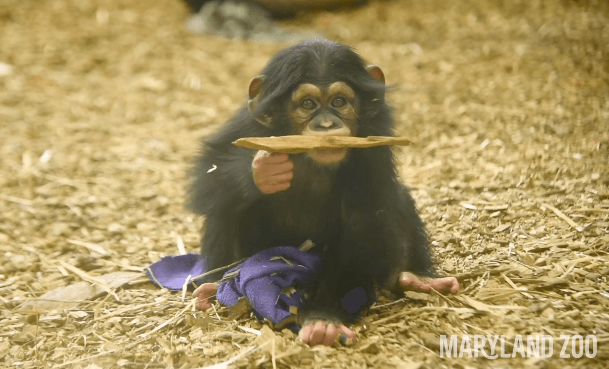 (Courtesy of <a href="https://www.marylandzoo.org/">The Maryland Zoo in Baltimore</a>)