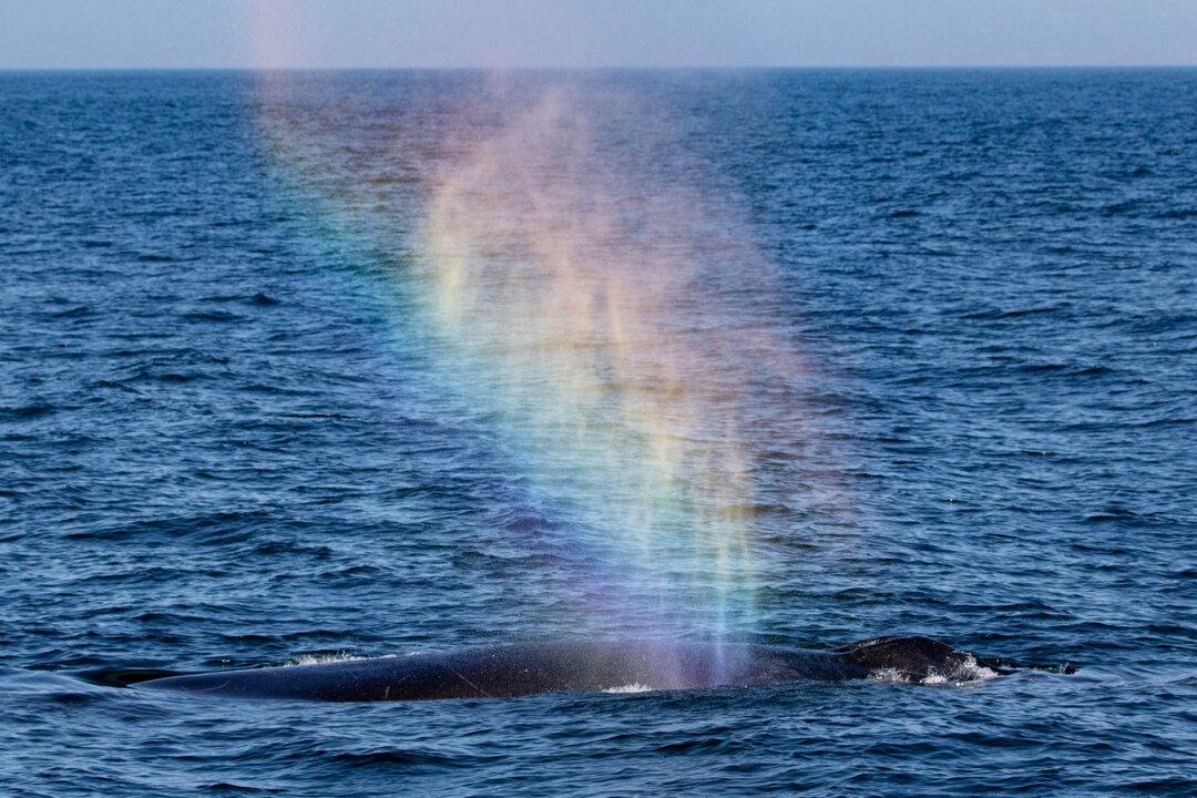 Photos: 2 Giant Humpbacks ‘Blow Rainbows’ Into Air, Leaving Whale Watchers Stunned