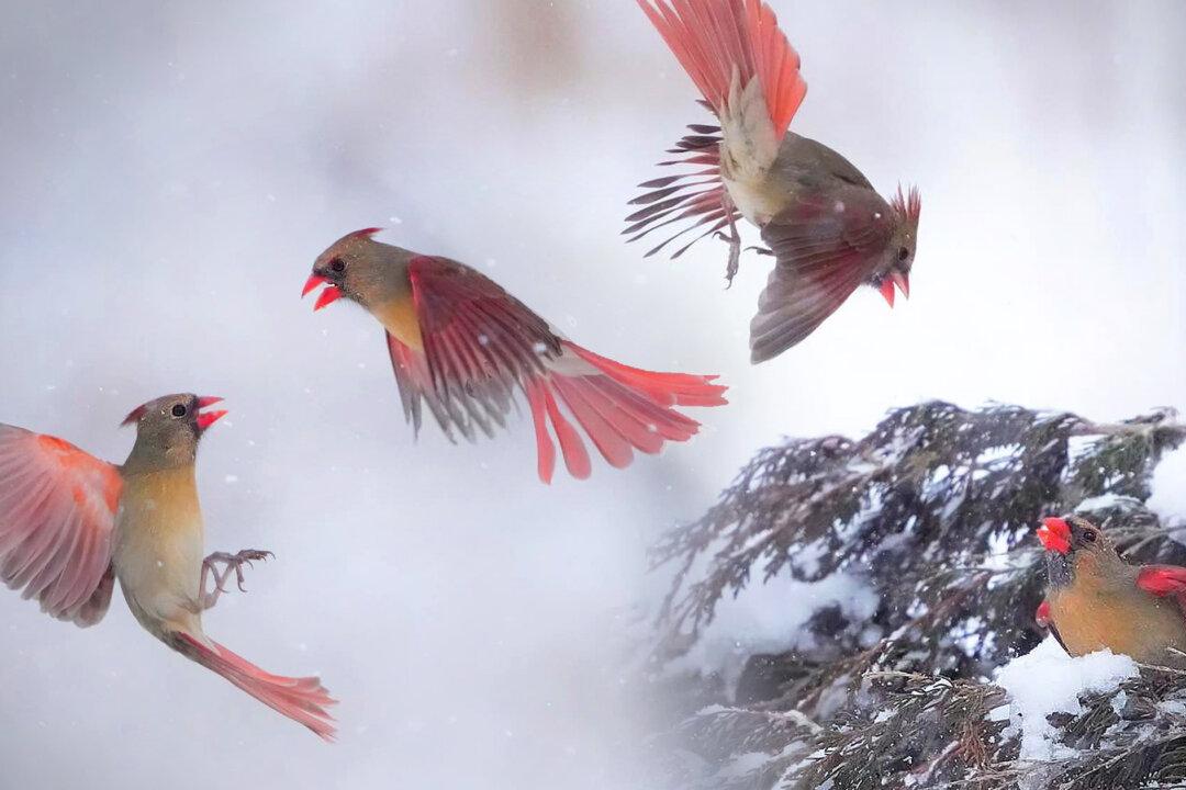 Avian Photographer Snaps Stunning Shots of 2 Female Cardinals Having Midair Duel That Lasted a ‘Split Second’