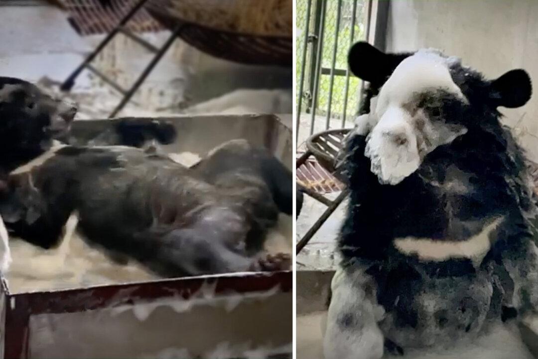 VIDEO Shows Bear Cub Rescued From Animal Traffickers Enjoying First Bubble Bath—And It’s Adorable