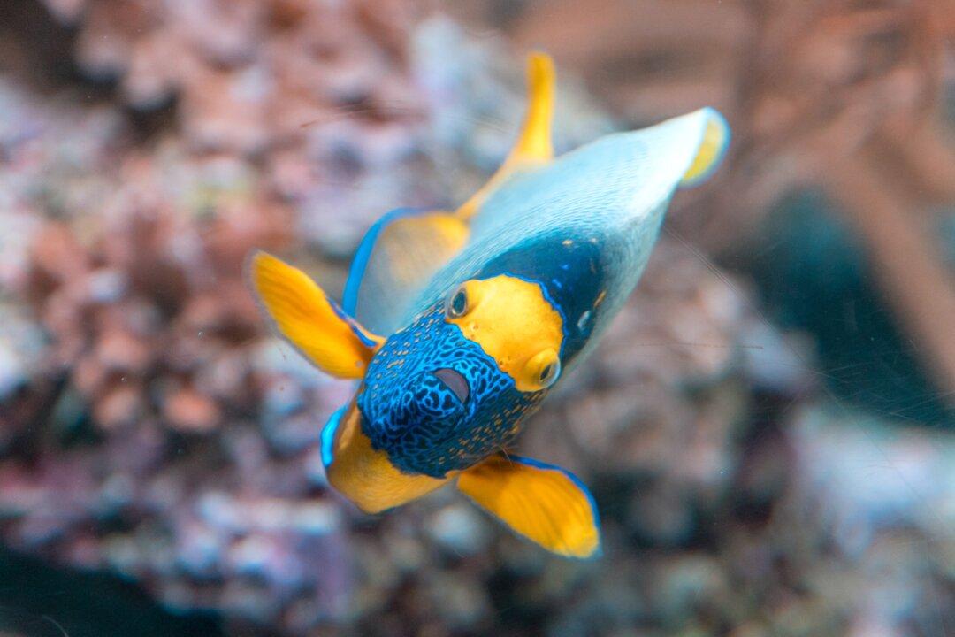 Marine Experts Create Library Organising the Orchestra of the Ocean
