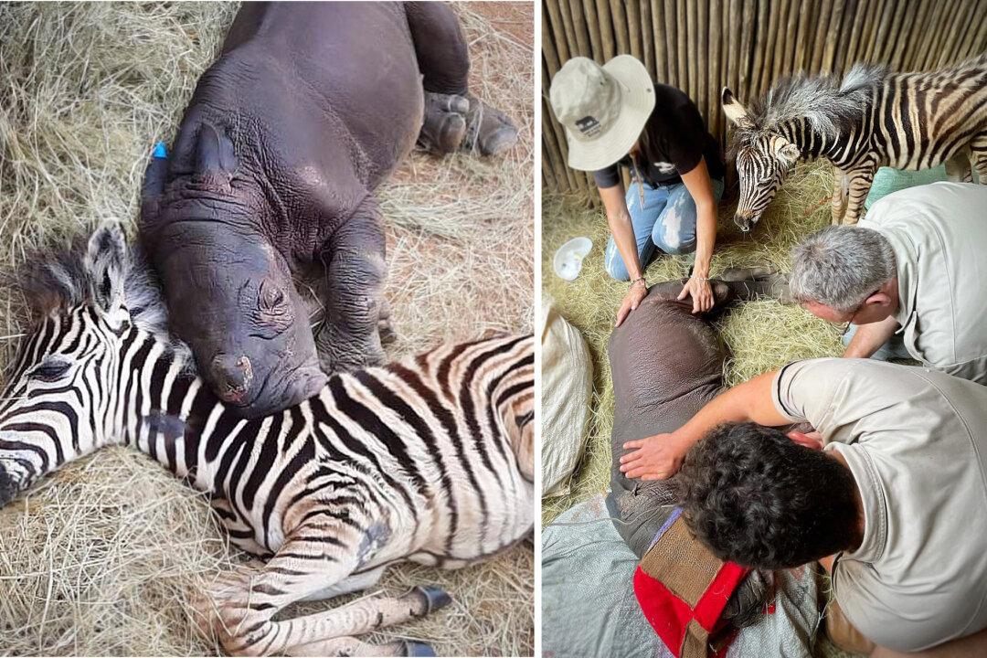 Orphaned Baby Rhino Saved From Near Death Develops Unlikely Friendship With Zebra Foal at Sanctuary