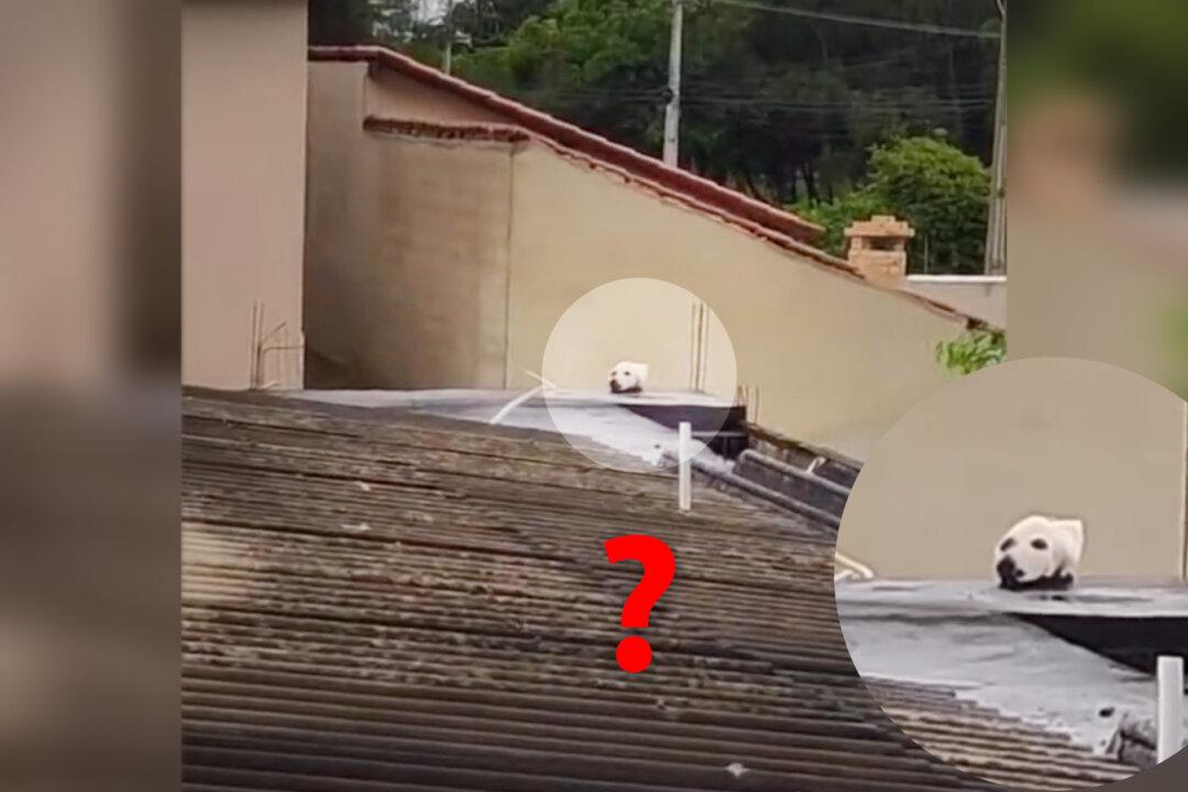 VIDEO Spots ‘Lab’s Head’ on Rooftop, But It Turns out to Be Super Surprising Optical Illusion, And Goes Viral