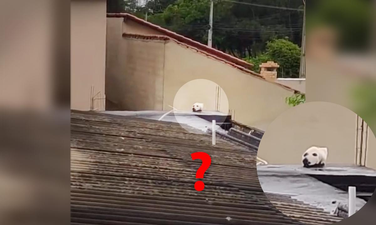 VIDEO Spots ‘Lab’s Head’ on Rooftop, But It Turns out to Be Super Surprising Optical Illusion, And Goes Viral
