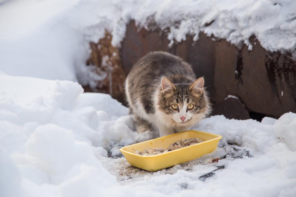Protect Feral Cats From Winter Hazards