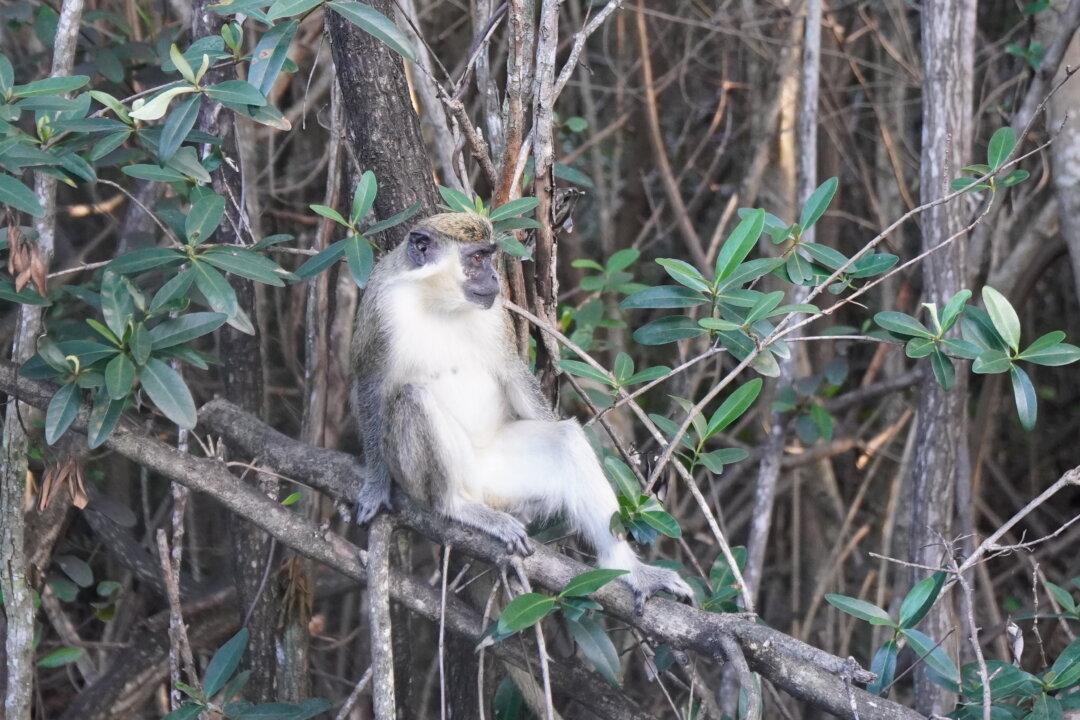 Florida Monkeys Thriving in the Wild for Seven Decades