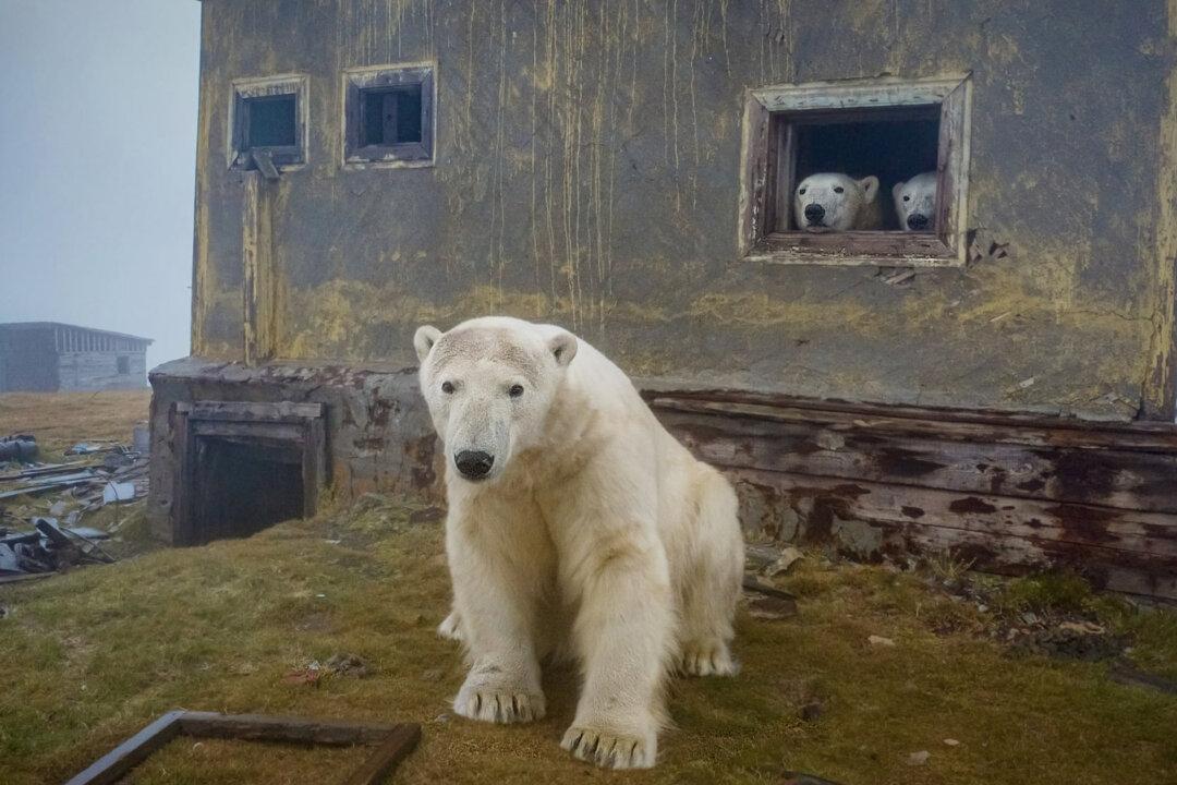 Photographer Finds Pack of Polar Bears Huddling in Old Soviet Dwellings on Lost Arctic Island in Russia