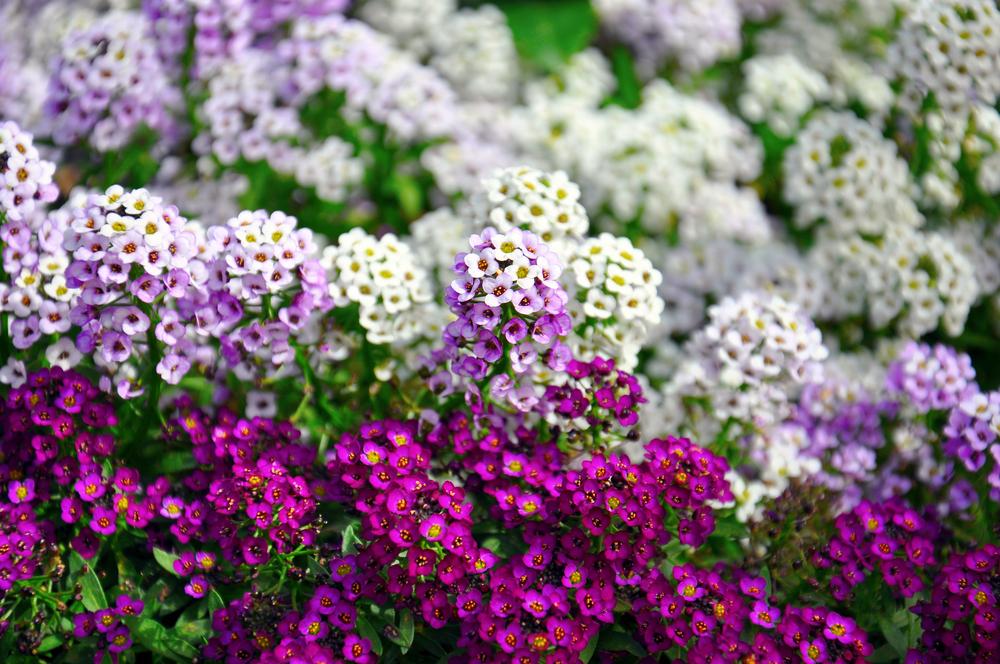 Planting Annuals: Tips for a Beautiful Flower Bed