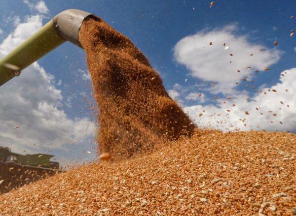 A combine harvester loads a truck with wheat in a field near the village of Hrebeni in the Kyiv region, Ukraine, on July 17, 2020. (Valentyn Ogirenko/Reuters)
