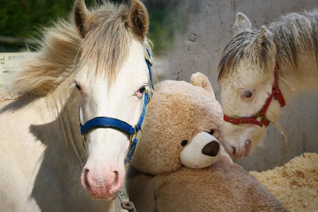 5-Month-Old Colt Covered in Feces Saved From Neglectful Keepers, Makes Amazing Transformation After Rescue