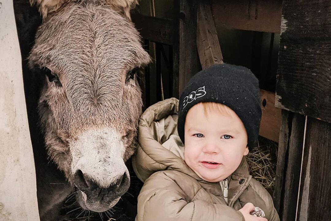 3-Year-Old Canadian Farm Boy Forms Friendship With Donkey—And Their Sweet Bond Is Too Cute