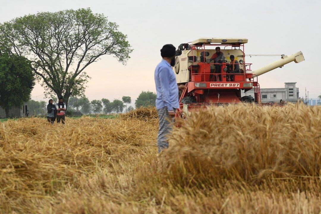 India Expects Big Increase in Wheat Exports Amid Russia–Ukraine Crisis