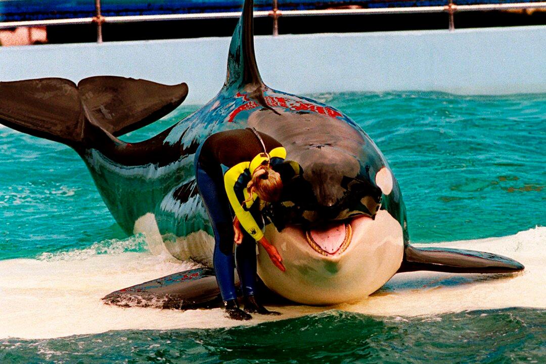 Miami Seaquarium Ending Shows With Aging Orca Lolita