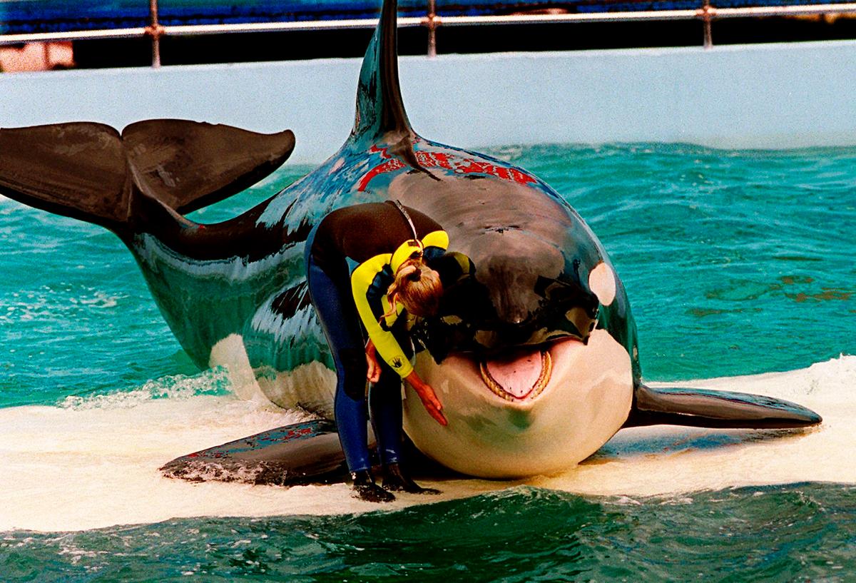 Miami Seaquarium Ending Shows With Aging Orca Lolita