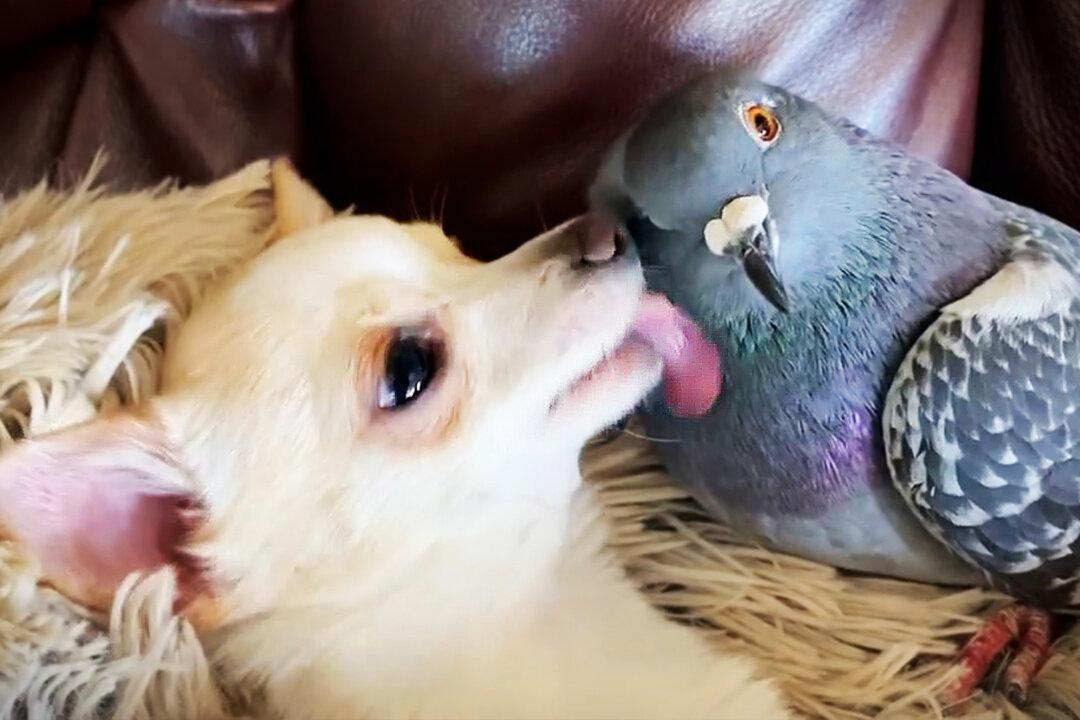 VIDEO: Flightless, Starving Pigeon Rescued From Parking Lot Adorably Befriends Disabled Puppies at Shelter