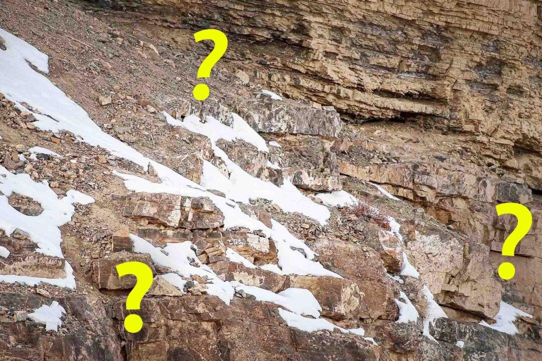 Photographer Snaps Nearly Invisible ‘Ghost Cats’; Can You Spot the Snow Leopards Hidden in the Mountains?