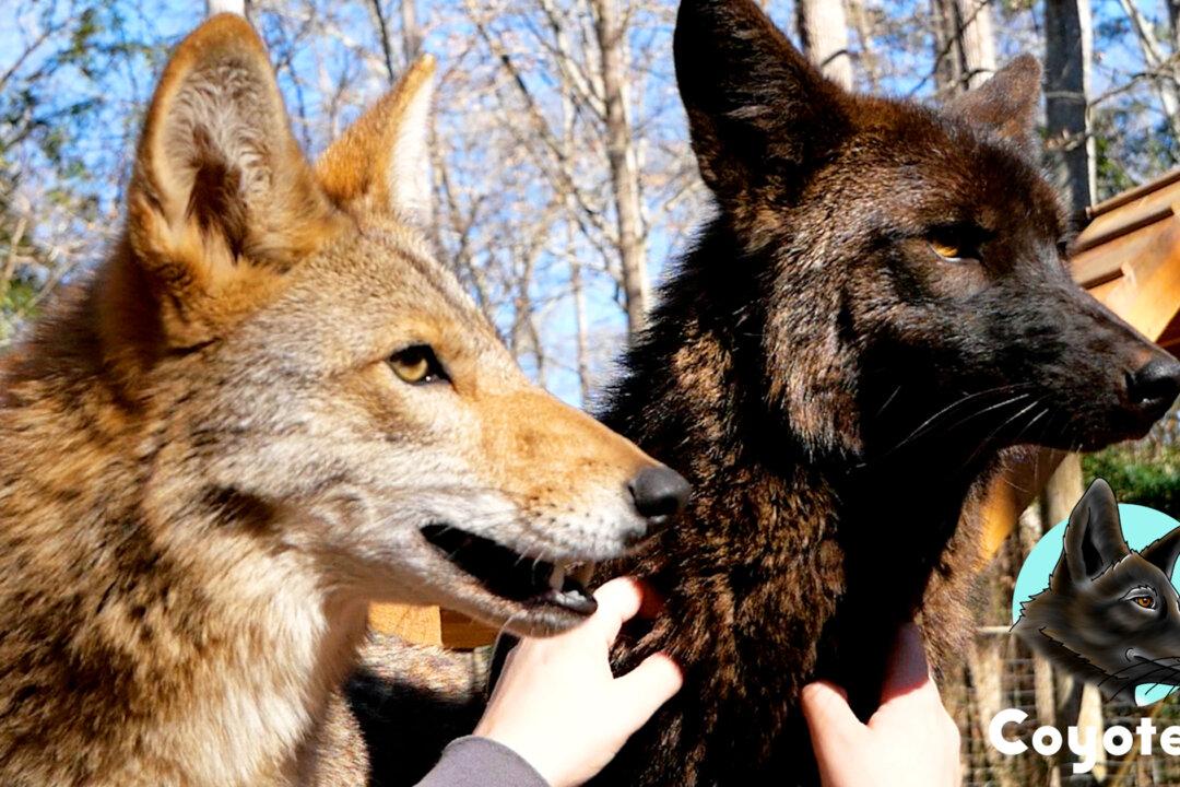 Coyote Who Played With Neighborhood Dogs Is United With One of His Own at Wildlife Sanctuary