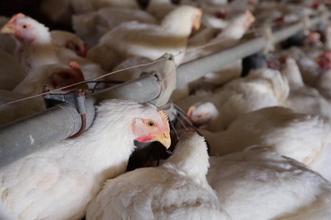 Biden Admin Evaluating Mass Poultry Vaccination Amid Persistent Bird Flu Outbreak