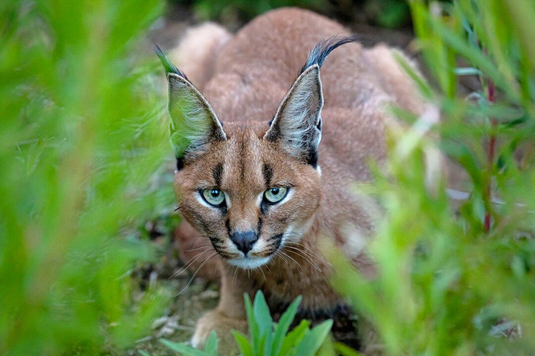 Photos: Rare Sighting of Caracal Kitten Caught on Camera Up Close