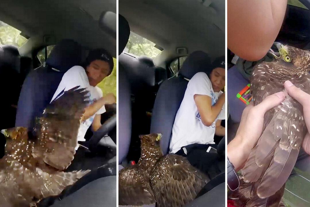 VIDEO: Injured Eagle Swoops Into Man’s Van While He’s Driving in Jungle, So He Nurses It Back to Health