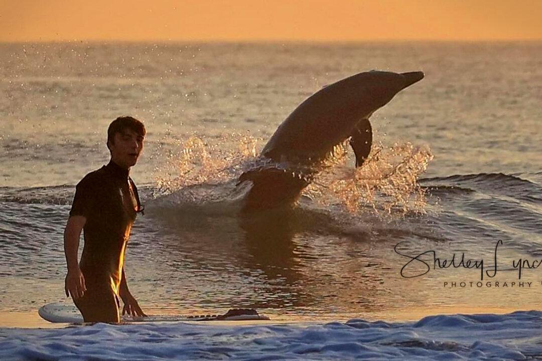 Florida Photographer Snaps Majestic Dolphins Frolicking With Surfer in the Waves, Tells Inspired Backstory