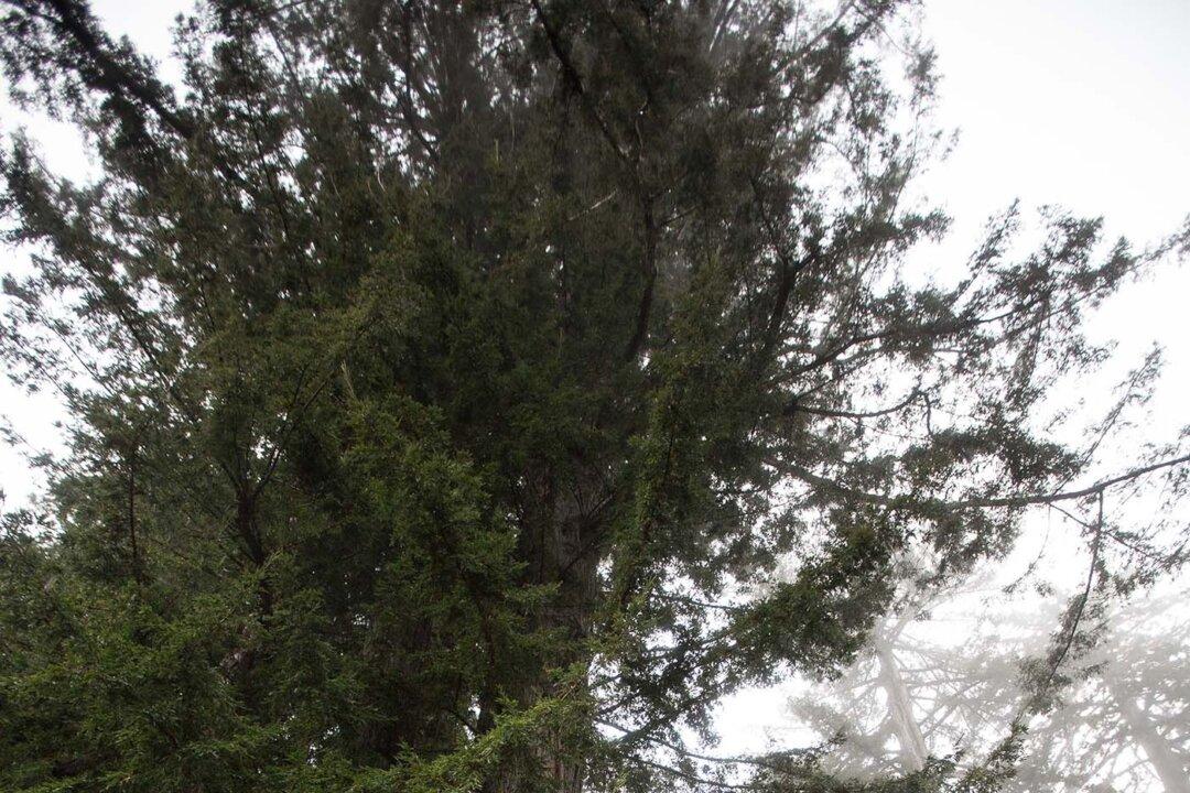 Professional Tree Climbers Exist, and Their Mission Is to Help People Conquer Their Fears